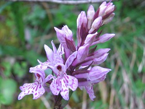 orchis fuchsii1